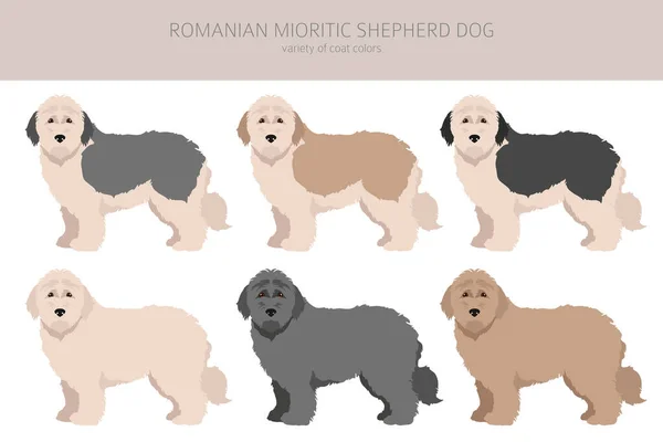 Rumuński Mioritic Shepherd Dog Clipart Różne Pozy Zestaw Kolorów Płaszcza — Wektor stockowy