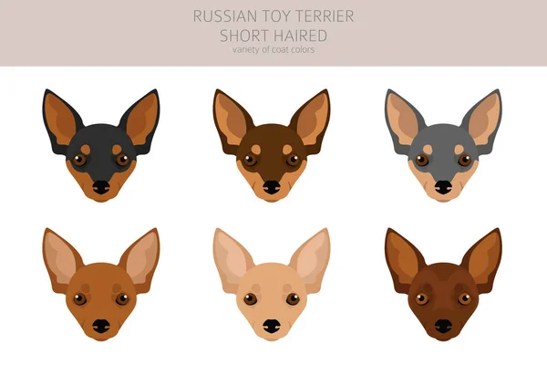 Rusia Juguete Terrier Corto Clipart Distintas Poses Colores Del Abrigo — Archivo Imágenes Vectoriales