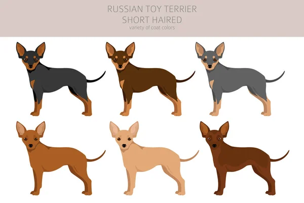 Rosyjski Terrier Zabawek Skrócony Clipart Różne Pozy Zestaw Kolorów Płaszcza — Wektor stockowy