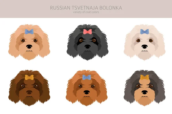 Russian Tsvetnaja Bolonka Clipart Different Poses Coat Colors Set Vector — Stock Vector