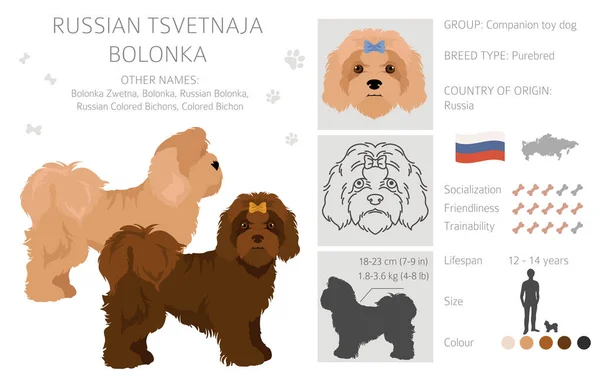 Russian Tsvetnaja Bolonka Clipart Different Poses Coat Colors Set Vector — Stock Vector