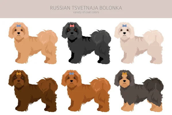Rosyjski Clipart Tsvetnaja Bolonka Różne Pozy Zestaw Kolorów Płaszcza Ilustracja — Wektor stockowy