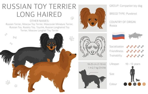 Rusia Juguete Terrier Pelo Largo Clipart Distintas Poses Colores Del — Archivo Imágenes Vectoriales