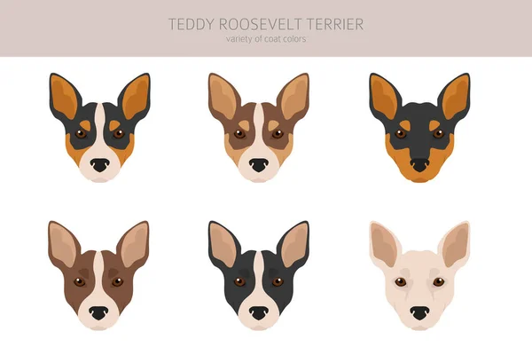 Teddy Roosevelt Terrier Clipart Olika Poser Olika Pälsfärger Vektorillustration — Stock vektor