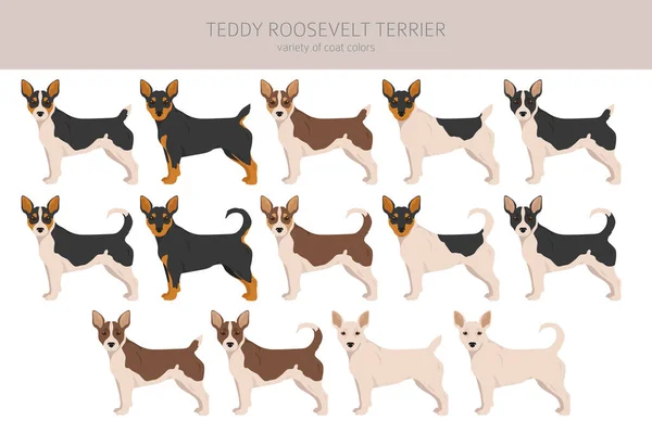 Teddy Roosevelt Terrier Clipart Posate Diverse Colori Del Cappotto Impostati — Vettoriale Stock