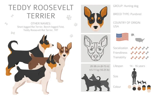 Teddy Roosevelt Terrier Clipart Posate Diverse Colori Del Cappotto Impostati — Vettoriale Stock