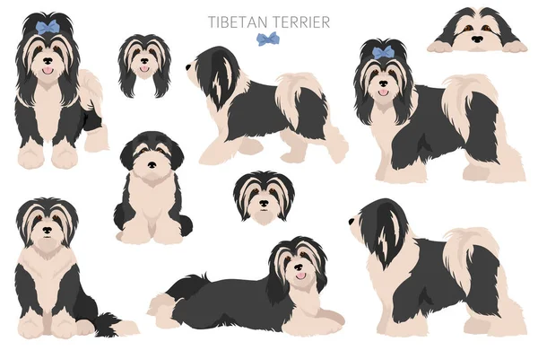 Tibetan Terrier Clipart Different Poses Coat Colors Set Vector Illustration — Stock Vector