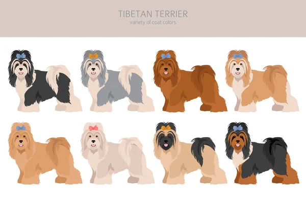 Tibetan Terrier Clipart Different Poses Coat Colors Set Vector Illustration — Stock Vector