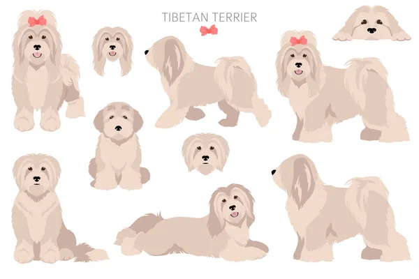 Clipart Terrier Tibétain Différentes Poses Couleurs Manteau Réglées Illustration Vectorielle — Image vectorielle