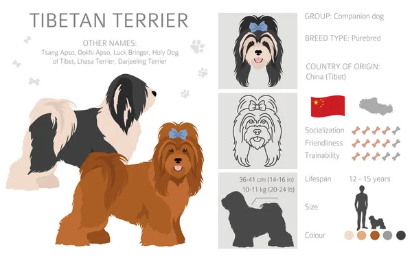 Tibetan Terrier Clipart Different Poses Coat Colors Set Vector Illustration — Stock Vector