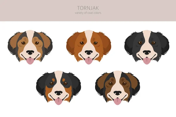 Clipart Tornjak Poses Diferentes Conjunto Cores Casaco Ilustração Vetorial —  Vetores de Stock