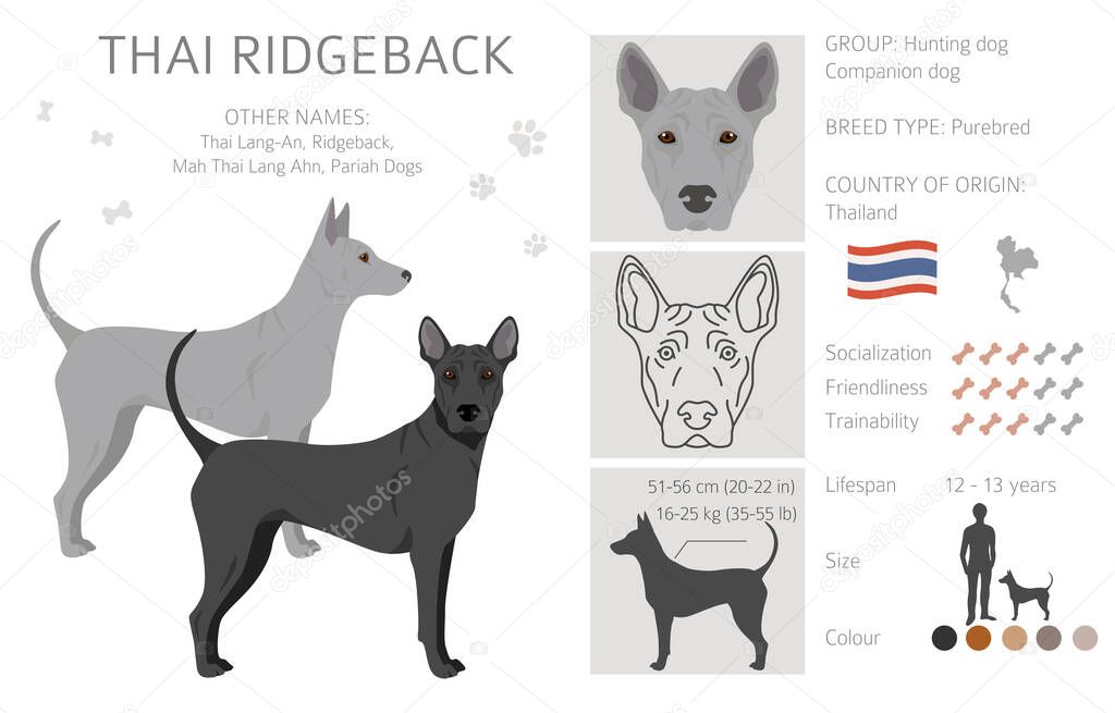 Thai Ridgeback clipart. Different poses, coat colors set.  Vector illustration