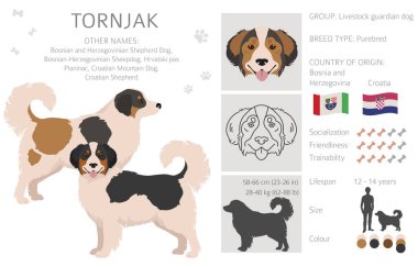 Tornjak clipart. Farklı pozlar, farklı renkler. Vektör illüstrasyonu