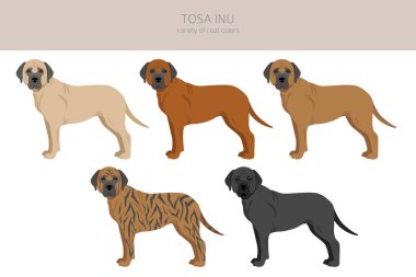 Tosa Inu clipart. Farklı pozlar, farklı renkler. Vektör illüstrasyonu