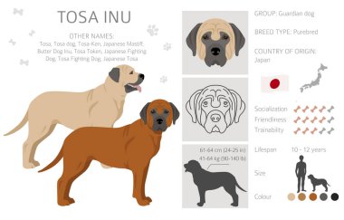 Tosa Inu clipart. Farklı pozlar, farklı renkler. Vektör illüstrasyonu