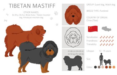 Tibet mastifi tırmanışı. Farklı pozlar, farklı renkler. Vektör illüstrasyonu