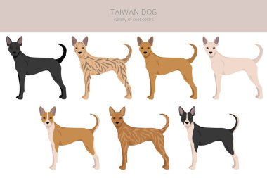 Tayvan köpek klipsi. Farklı pozlar, farklı renkler. Vektör illüstrasyonu