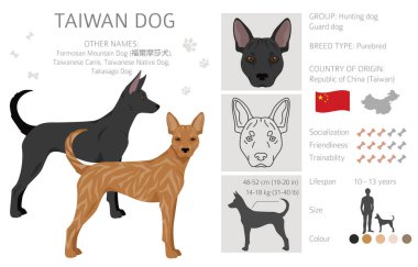Tayvan köpek klipsi. Farklı pozlar, farklı renkler. Vektör illüstrasyonu