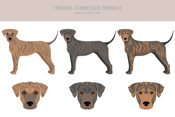 Treeing Tennessee Brindle Clipart Poses Diferentes Conjunto Cores Casaco Ilustração — Vetor de Stock
