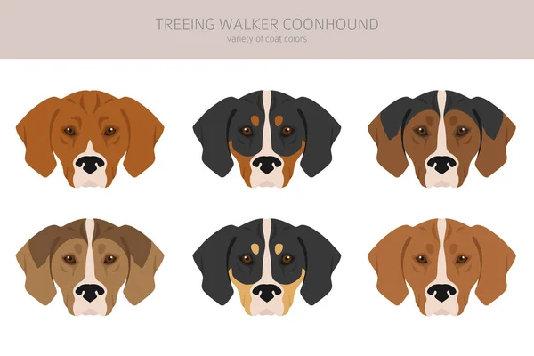 Walker Coonhound Clipart Behandelen Verschillende Houdingen Jas Kleuren Set Vectorillustratie — Stockvector
