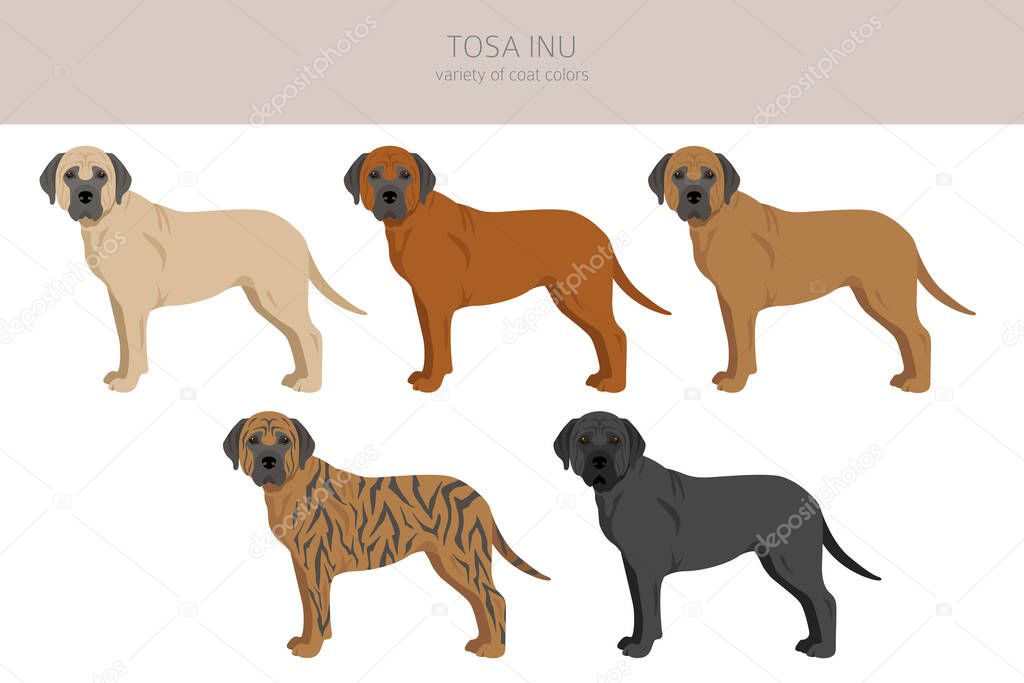 Tosa Inu clipart. Different poses, coat colors set.  Vector illustration