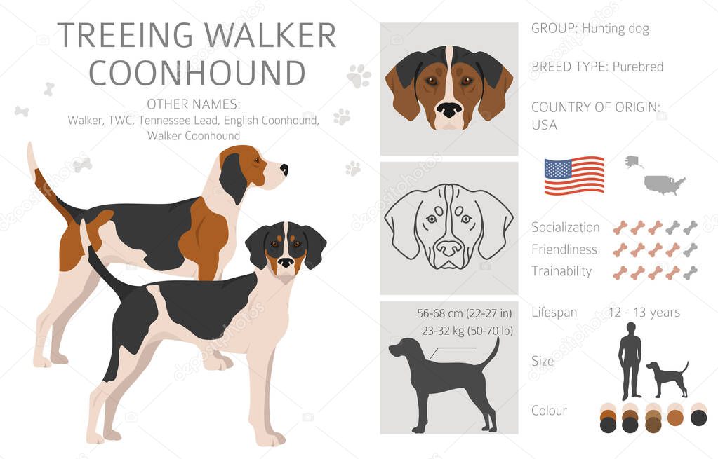 Treeing Walker coonhound clipart. Different poses, coat colors set.  Vector illustration
