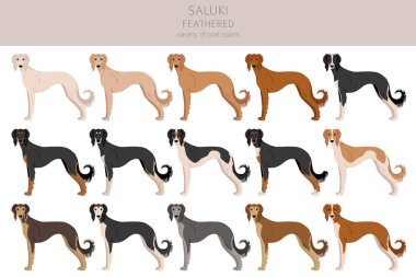 Saluki Feathered klipsi. Farklı pozlar, farklı renkler. Vektör illüstrasyonu