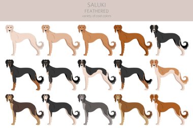 Saluki Feathered clipart. Different poses, coat colors set.  Vector illustration clipart