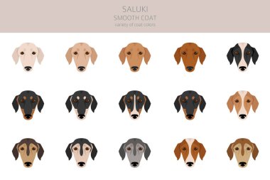 Saluki pürüzsüz klipsli. Farklı pozlar, farklı renkler. Vektör illüstrasyonu