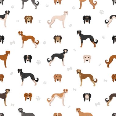 Saluki Tüysüz desen. Farklı pozlar, farklı renkler. Vektör illüstrasyonu