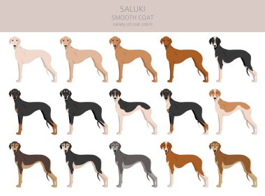 Saluki pürüzsüz klipsli. Farklı pozlar, farklı renkler. Vektör illüstrasyonu
