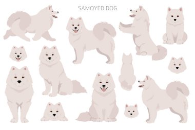 Samoyed köpek klipsi. Farklı pozlar, farklı renkler. Vektör illüstrasyonu