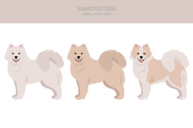 Samoyed köpek klipsi. Farklı pozlar, farklı renkler. Vektör illüstrasyonu