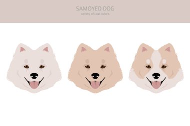 Samoyed köpek klipsi. Farklı pozlar, farklı renkler. Vektör illüstrasyonu