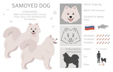 Samoyed köpek klipsi. Farklı pozlar, farklı renkler. Vektör illüstrasyonu