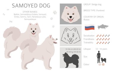 Samoyed dog clipart. Different poses, coat colors set.  Vector illustration clipart