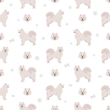 Samoyed köpek kusursuz desen. Farklı pozlar, farklı renkler. Vektör illüstrasyonu