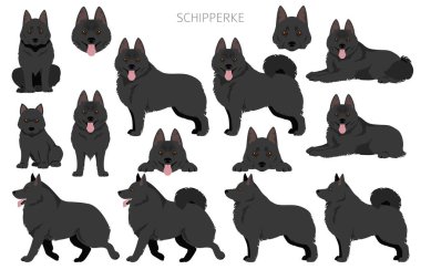 Schipperke klipsi. Farklı pozlar, farklı renkler. Vektör illüstrasyonu