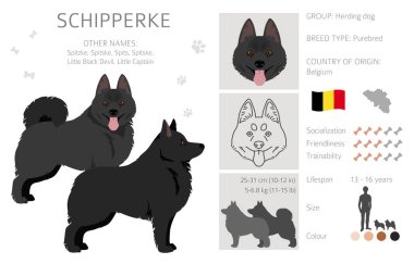 Schipperke klipsi. Farklı pozlar, farklı renkler. Vektör illüstrasyonu