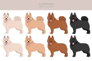 Schipperke klipsi. Farklı pozlar, farklı renkler. Vektör illüstrasyonu