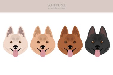 Schipperke klipsi. Farklı pozlar, farklı renkler. Vektör illüstrasyonu