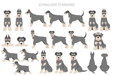 Schhnauzer Standart Clipart. Farklı pozlar, farklı renkler. Vektör illüstrasyonu