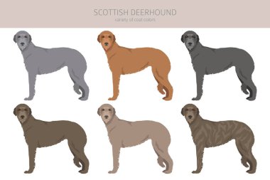 İskoç Deerhound Clipart. Farklı pozlar, farklı renkler. Vektör illüstrasyonu