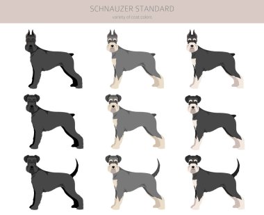 Schhnauzer Standart Clipart. Farklı pozlar, farklı renkler. Vektör illüstrasyonu