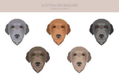 İskoç Deerhound Clipart. Farklı pozlar, farklı renkler. Vektör illüstrasyonu