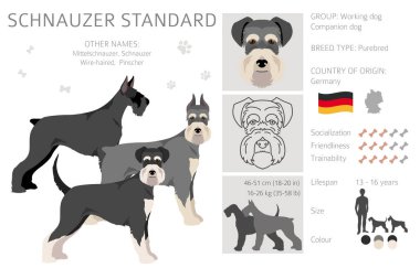 Schhnauzer Standart Clipart. Farklı pozlar, farklı renkler. Vektör illüstrasyonu