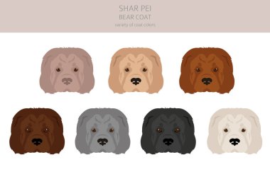 Shar Pei ayı kürkü. Farklı pozlar, farklı renkler. Vektör illüstrasyonu