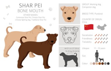 Shar Pei kemik ağız klipsi. Farklı pozlar, farklı renkler. Vektör illüstrasyonu