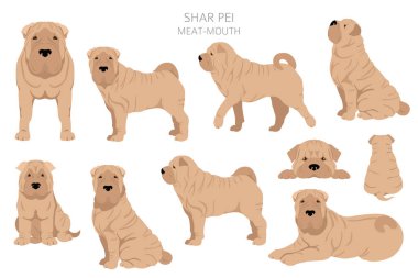Shar Pei (modern) et ağızlı Clipart. Farklı pozlar, farklı renkler. Vektör illüstrasyonu