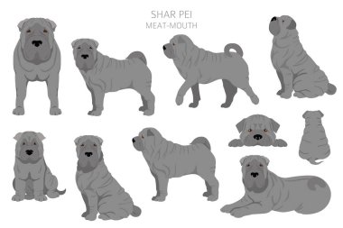 Shar Pei (modern) et ağızlı Clipart. Farklı pozlar, farklı renkler. Vektör illüstrasyonu
